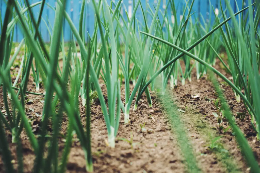 green onions growing from soil 2022 10 31 08 00 23 utc