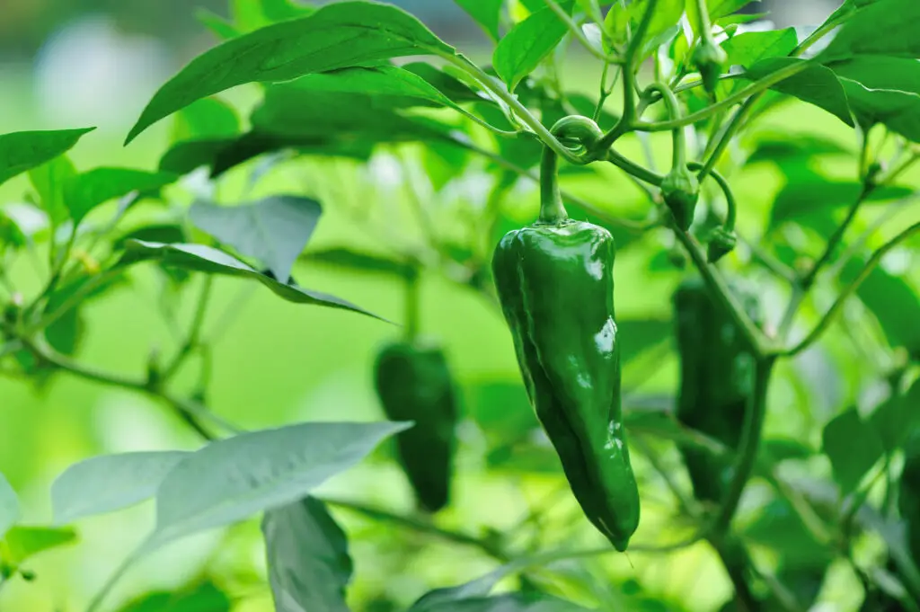 green pepper plants in growth at vegetable garden 2021 08 26 17 25 17 utc