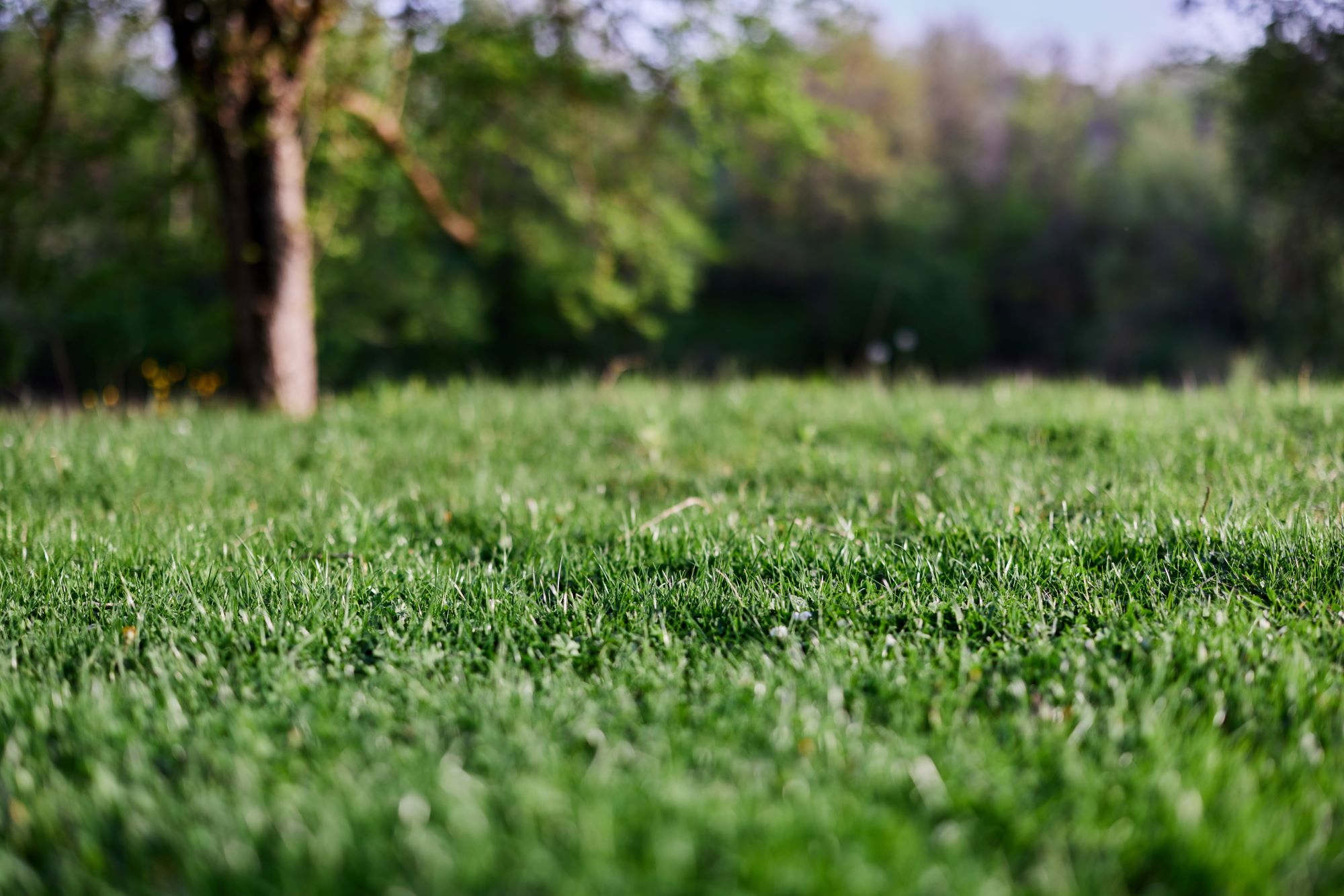 When to Plant Grass Seed in CT for a Lush Spring Lawn?