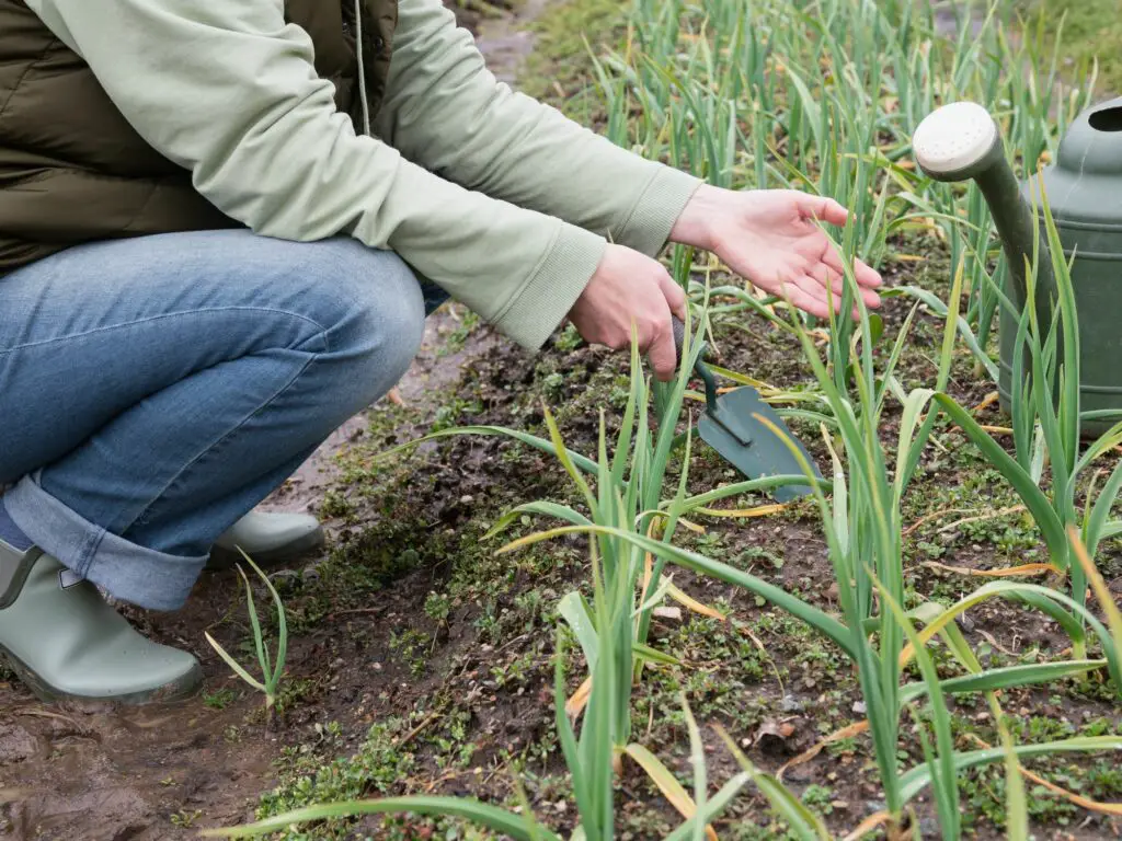 growing-garlic-