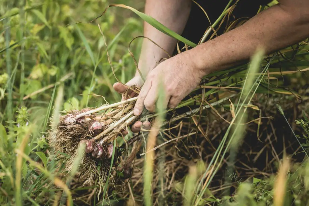 handful-of-freshly-picked-garlic-in-the-field-