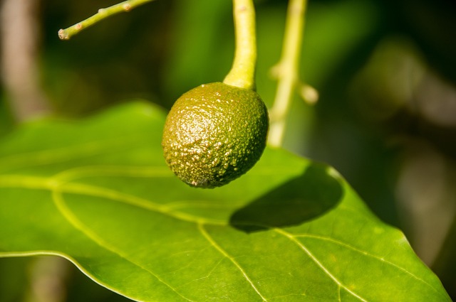 Why Are My Avocado Leaves Turning Yellow