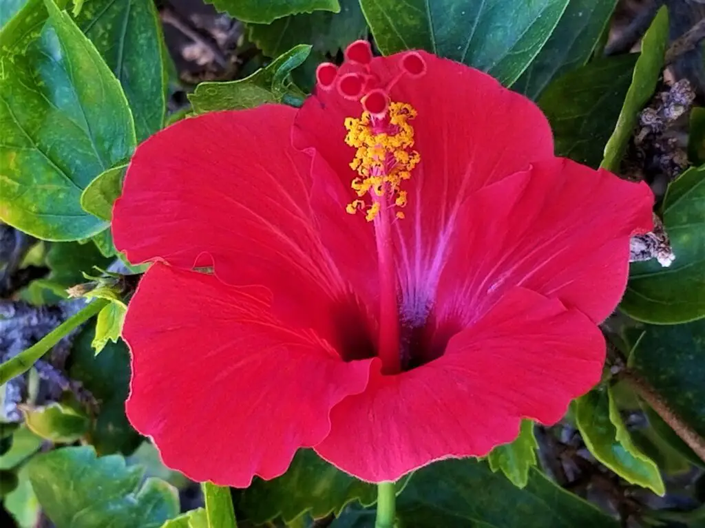 hawaiian hibiscus red tropical hibiscus 2022 11 08 05 58 21 utc