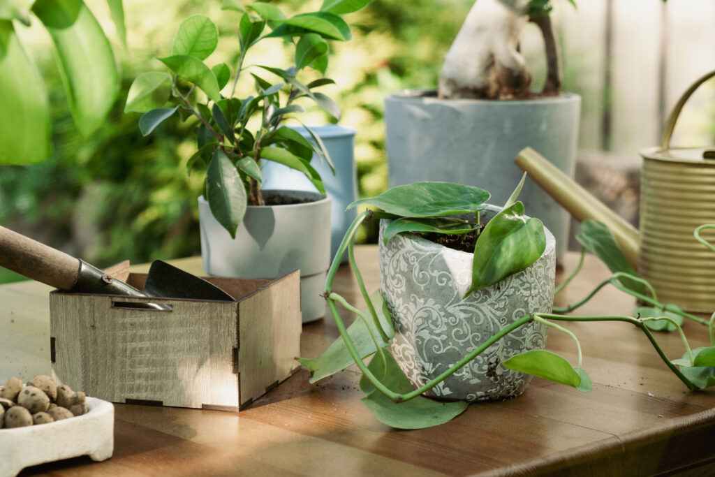 houseplants care concept potted plants on table o 2023 06 23 14 50 43 utc