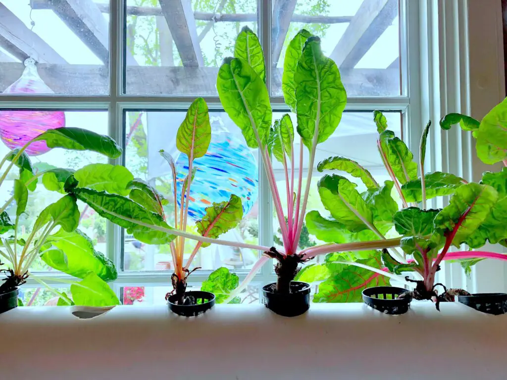 hydroponic grown swiss chard in a kitchen window 2022 11 04 23 31 13 utc