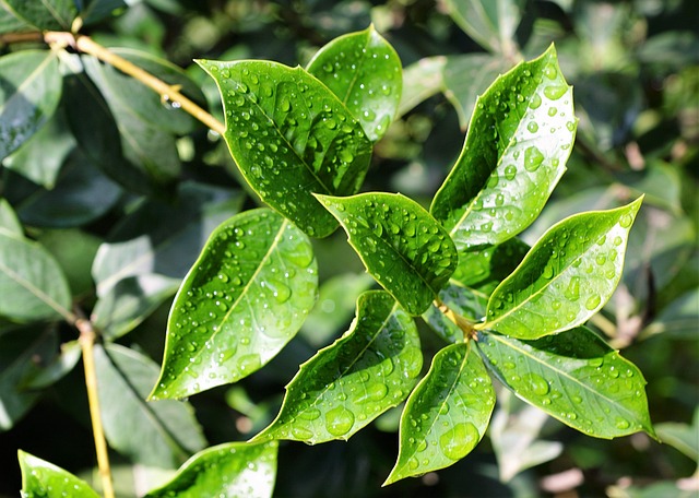 leaf 2632873 640