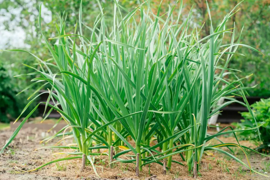 luxuriant-green-sprouts-of-garlic-grow-covered-