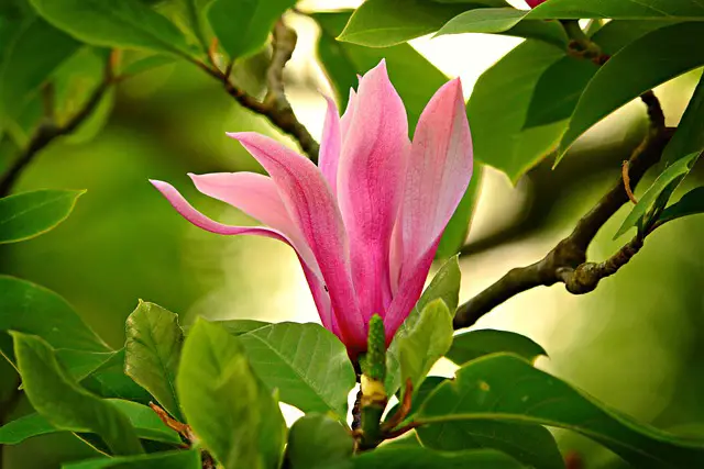 magnolia 4159218 640