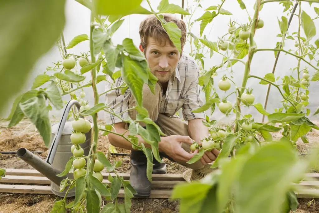 man in greenhouse checking tomato plants 2023 11 27 04 49 34 utc