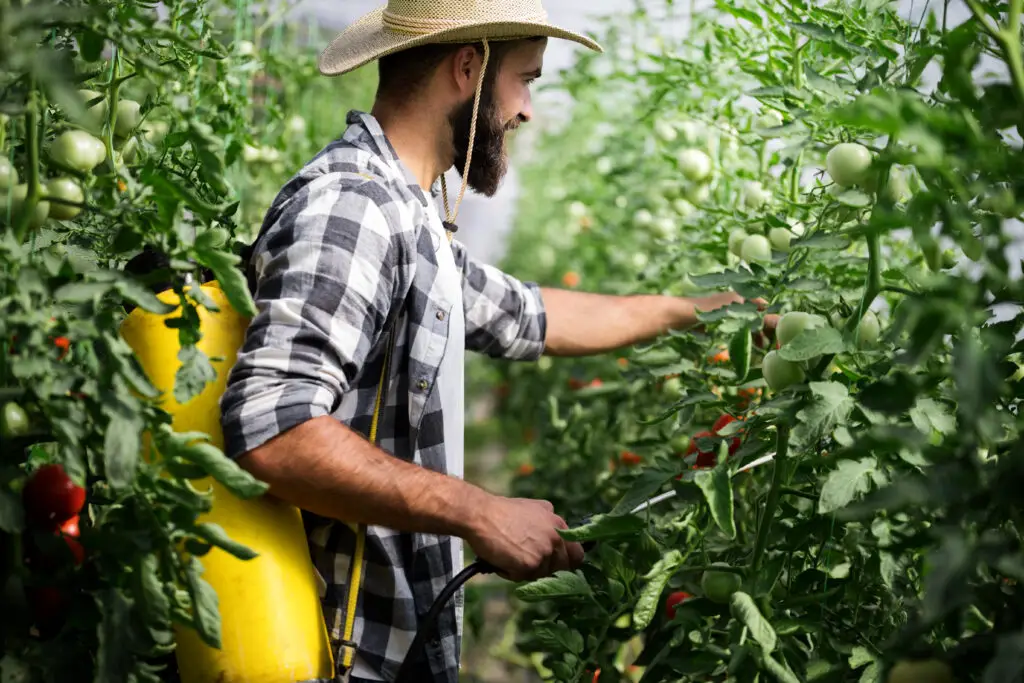 man spraying tomato plant in greenhouse 2021 08 26 17 34 19 utc