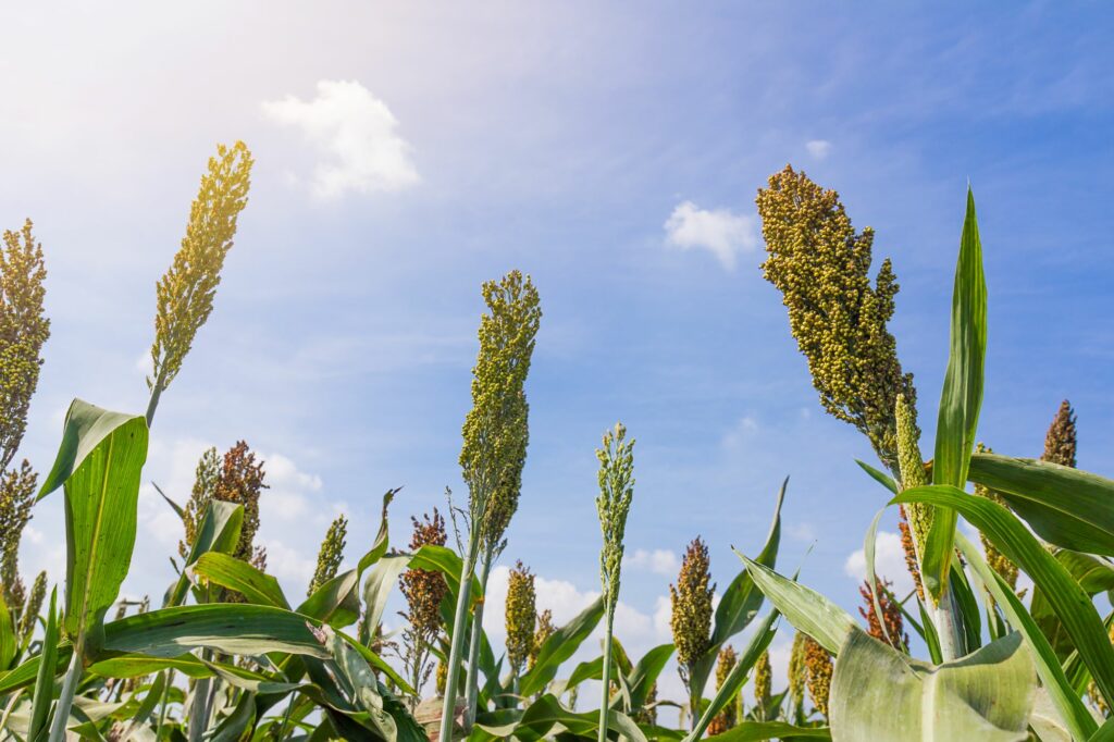 millet-field-with-blue-sky-