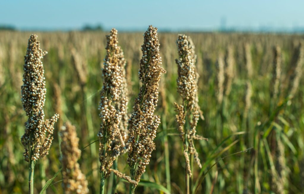 millet-plantations-bundles-of-millet-seeds-When to Plant Japanese Millet for Ducks