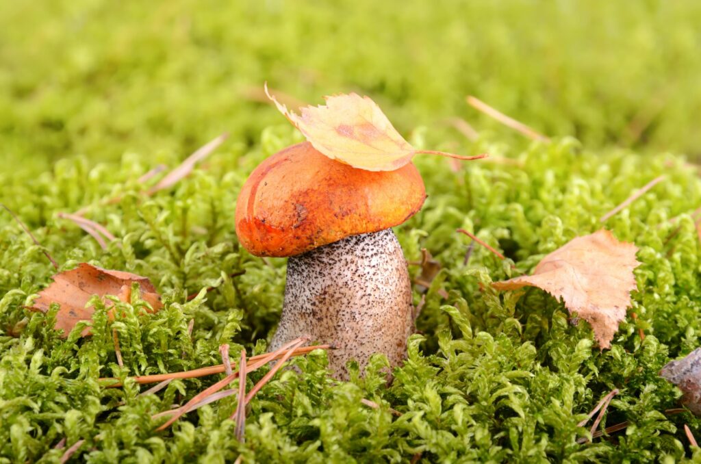 mushroom-in-moss-
