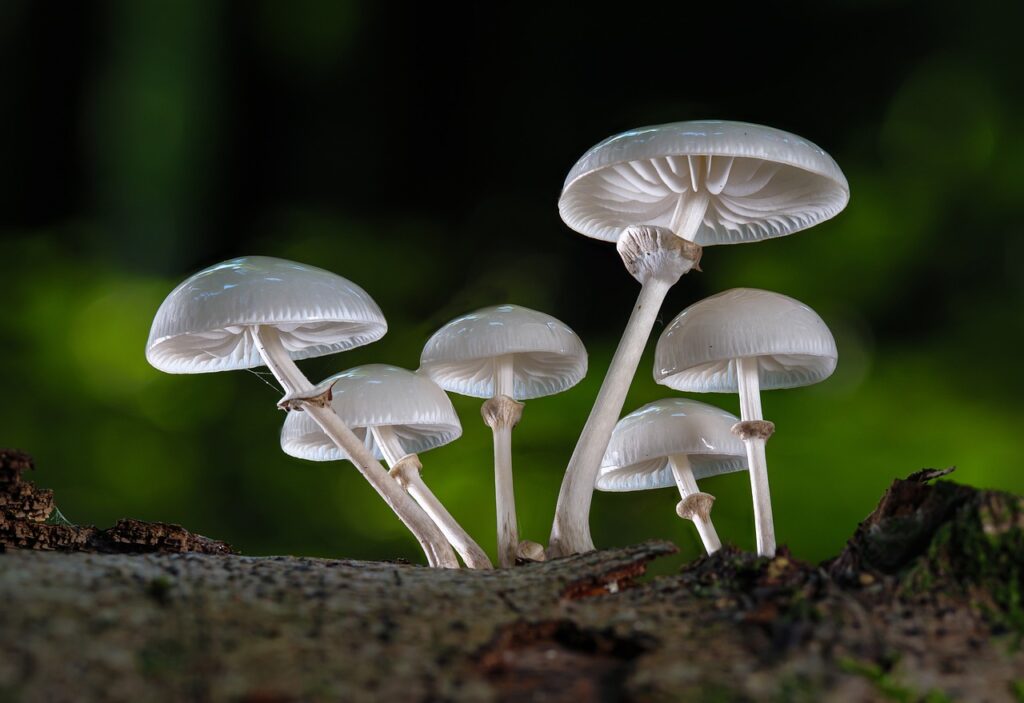 mushrooms 5580235 1280
