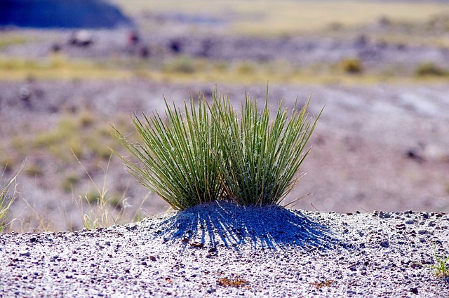 narrow leaf yucca in arizona 3812548 640