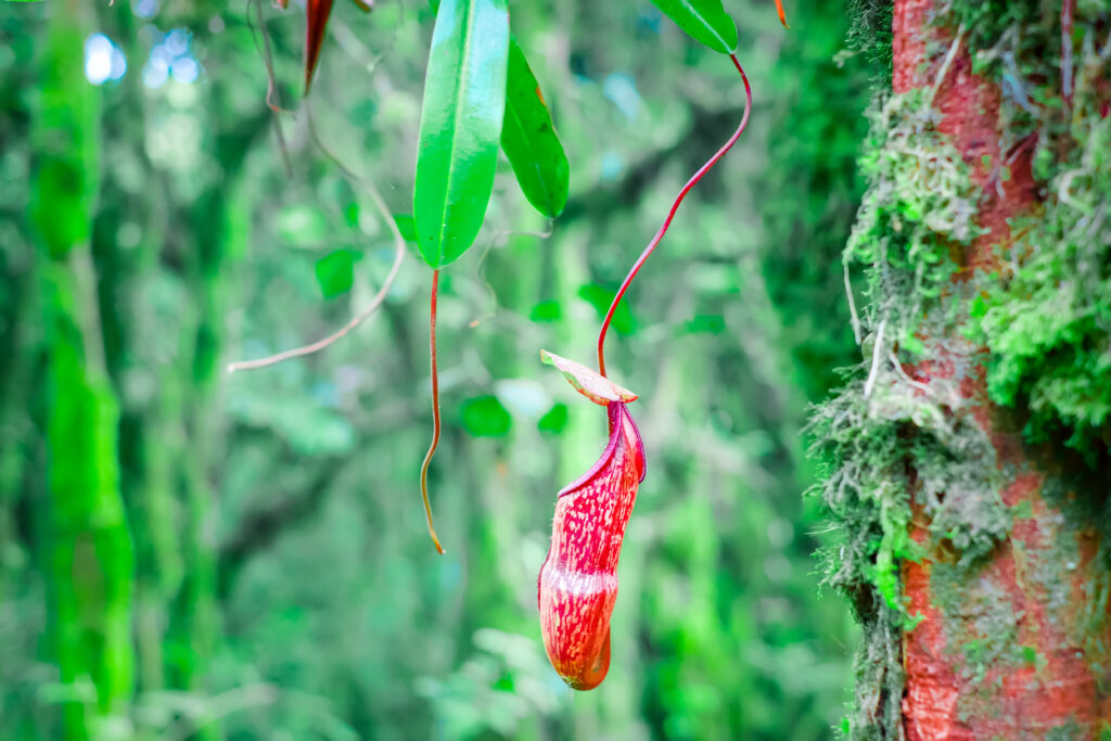 nepenthes pitcher flower in wild jungles 2021 08 26 17 19 09 utc