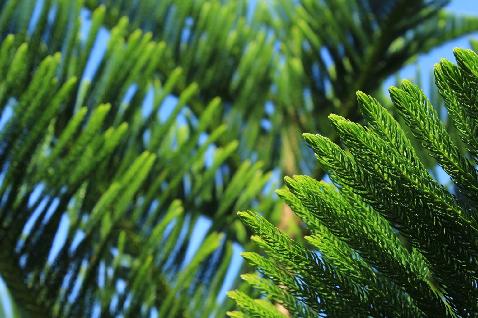 Norfolk Pine Turning Yellow 7 Causes, Solutions & Best Care Tips