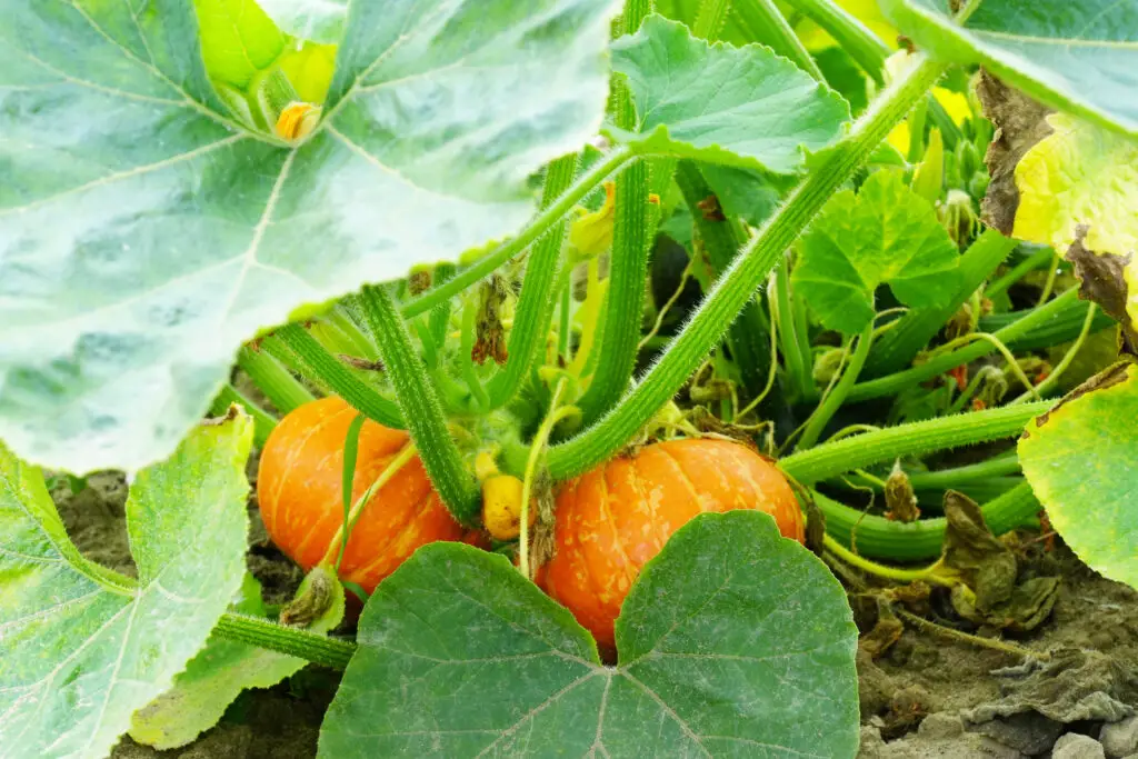 orange pumpkins growing in the garden growing pum 2022 09 15 23 30 39 utc