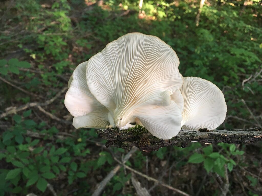 oyster mushrooms 3540585 1280