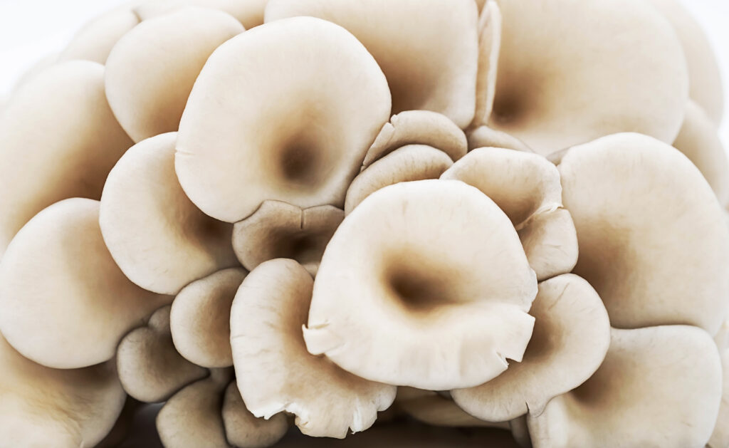 oyster mushrooms or pleurotus ostreatus closeup a 2021 09 06 22 43 13 utc