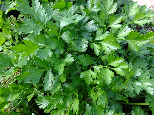 parsley 393028 640