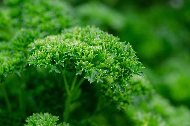 parsley 6395051 640