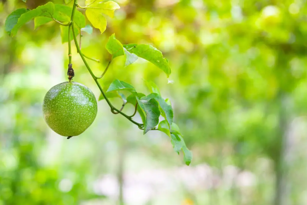 passion fruit and green leaves nature background 2022 11 16 13 58 24 utc
