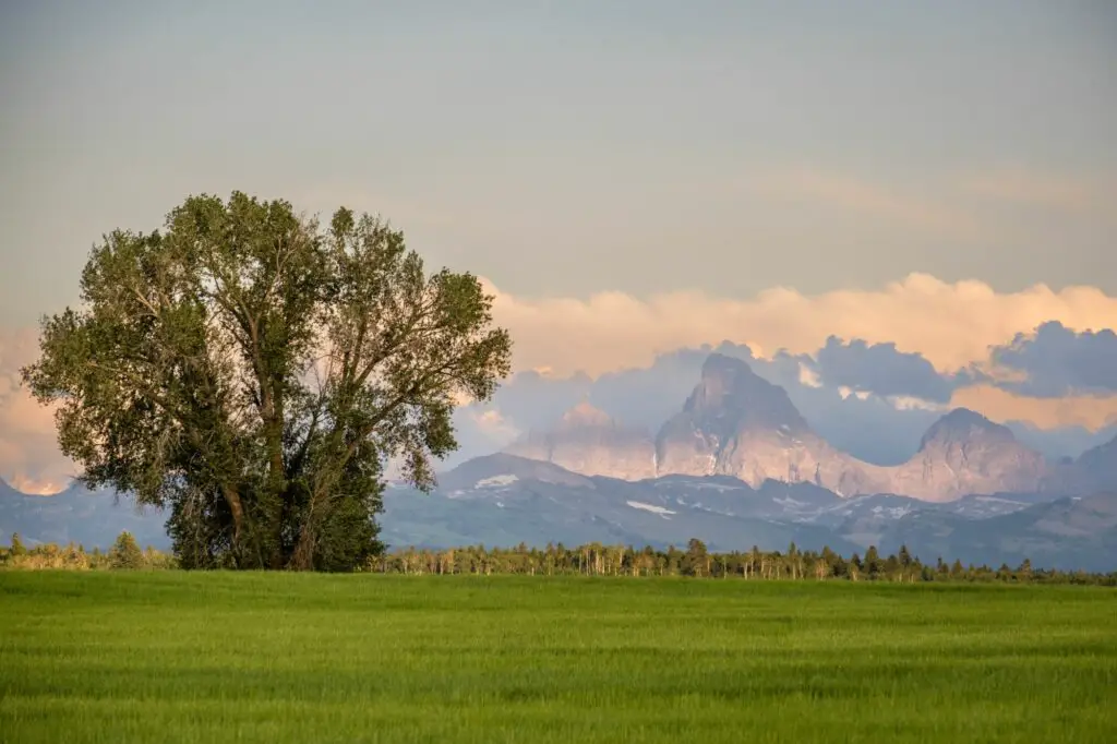 peaceful-scenery-of-a-wheat-field-with-grand-teton-