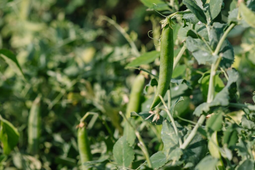 peas-growing-on-the-farm-When to Plant Iron Clay Peas in Georgia