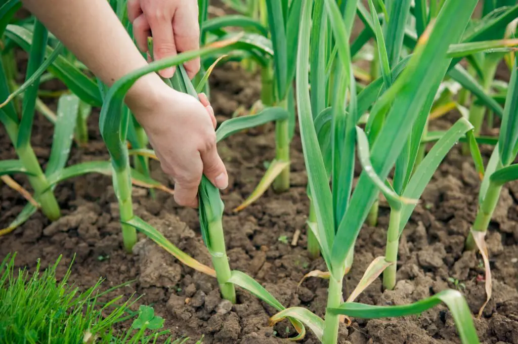 picking-garlic-plant-
