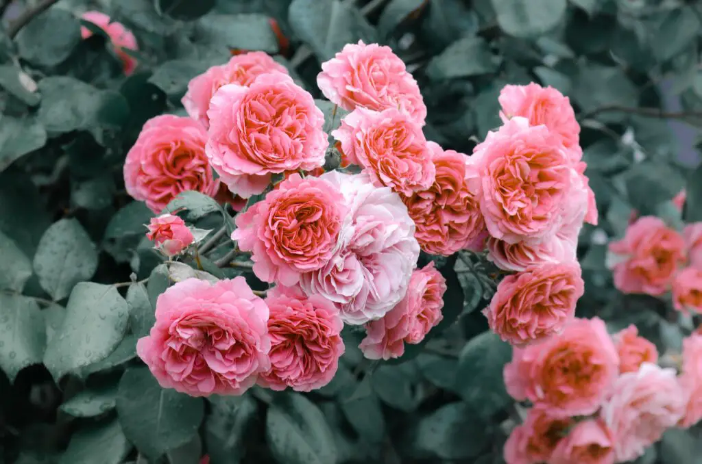 pink roses bush 2022 11 07 07 40 22 utc