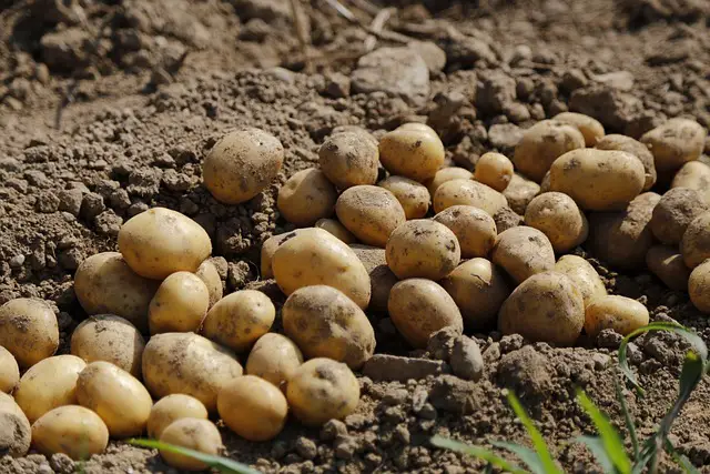 When to Plant Potatoes in Eastern North Carolina