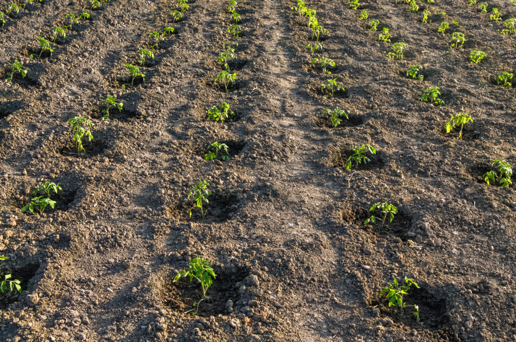 potato field young seedlings 2022 01 18 05 50 28 utc