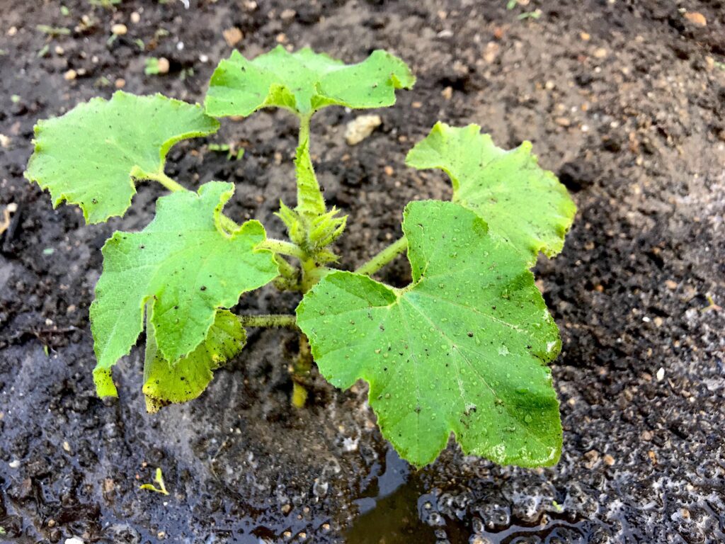 pumpkin plant growing in the garden soil 2022 11 10 10 32 38 utc 1