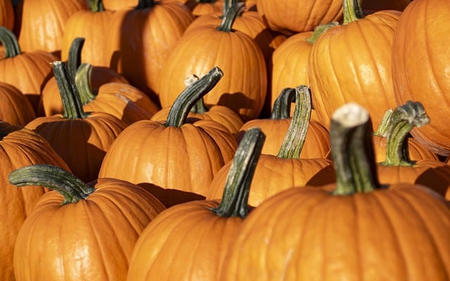 pumpkins 8287968 640