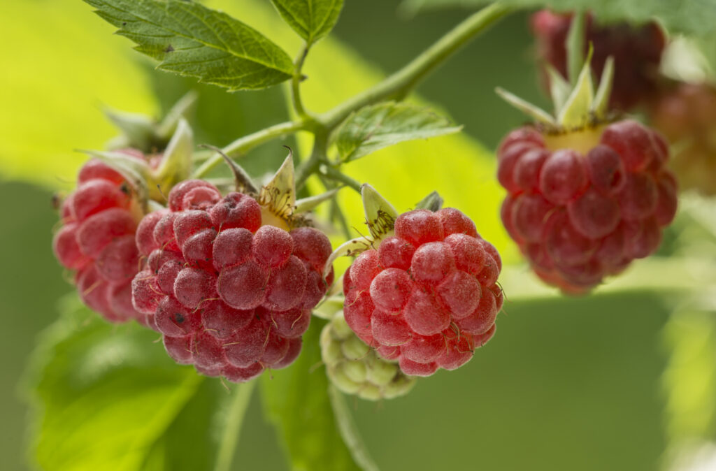 raspberries on their plant 2021 08 26 16 22 02 utc