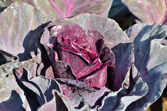 red cabbage 3696963 640