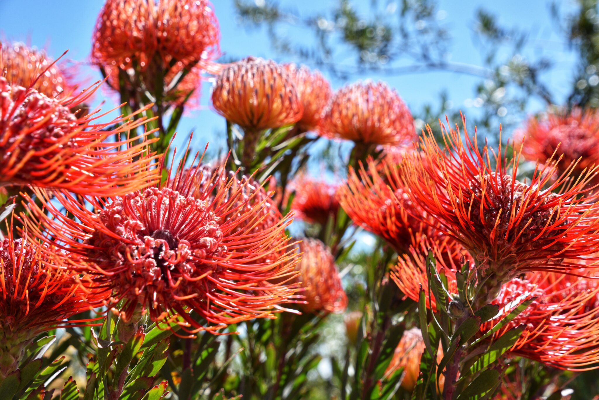 Protea Leaves Turning Brown and Dying 4 Causes, Solutions & Best Care