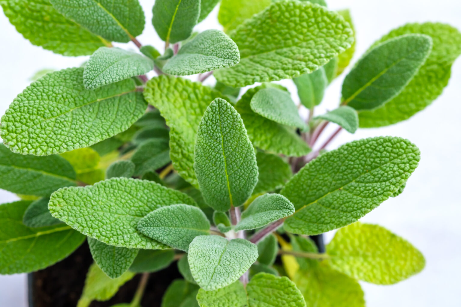 Sage Leaves Turning Yellow 4 Causes Solutions And Best Care Tips