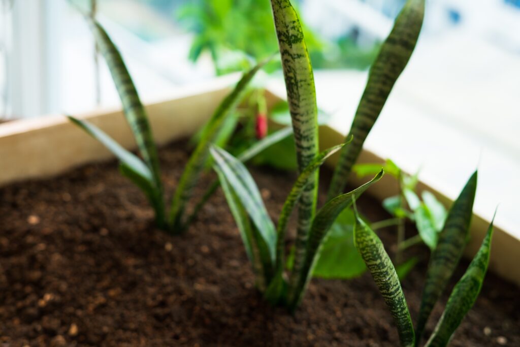 sansevieria trifasciata or snake plant in a wooden 2023 11 27 05 06 15 utc