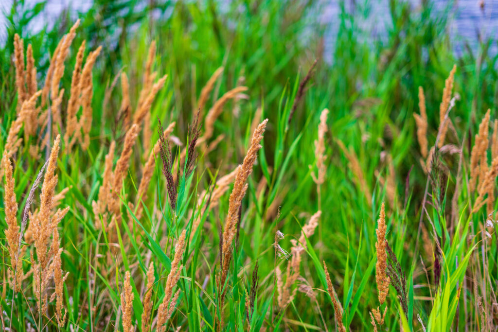 selective focus shot of fescue grass 2023 01 17 21 14 20 utc
