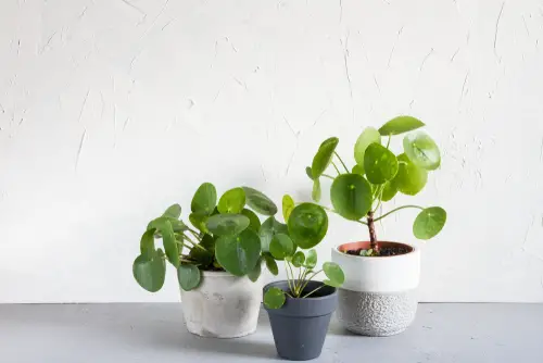 Why Are My Pilea Leaves Turning Yellow