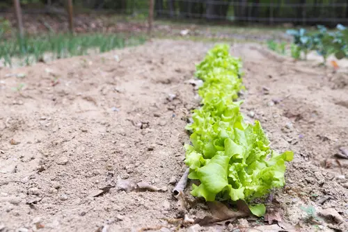 When to Plant Black Seeded Simpson Lettuce