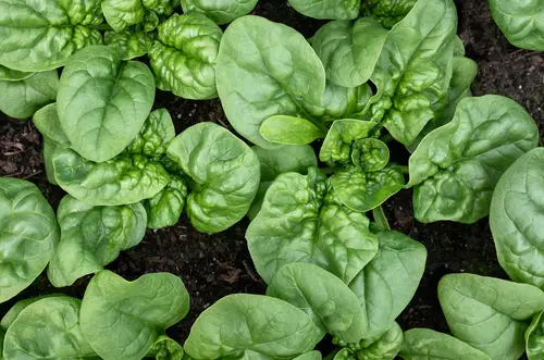 Are Spinach With White Spots Safe to Eat