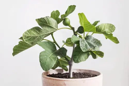 When to Plant Fig Trees in Louisiana