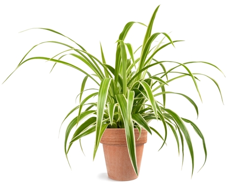 What Type of Plant is a Spider Plant