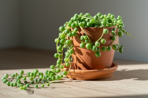 Where Can I Buy a String of Pearls Plant