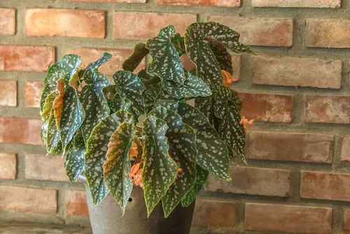 Why Are My Begonias Turning Brown