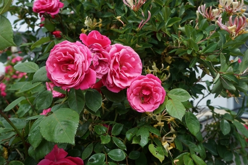 White Spots on Rose Leaves