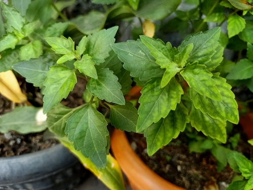 Where Can I Buy a Patchouli Plant